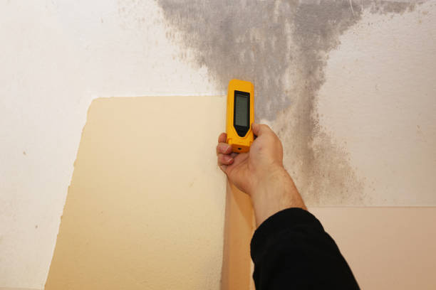 Best Post-Construction Mold Inspection  in Neshanic Station, NJ