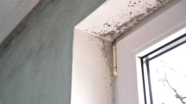 Best Mold Prevention Services  in Neshanic Station, NJ