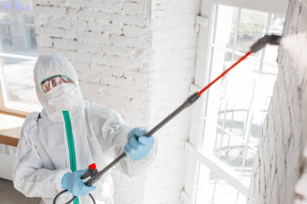 Professional Mold Removal in Neshanic Station, NJ