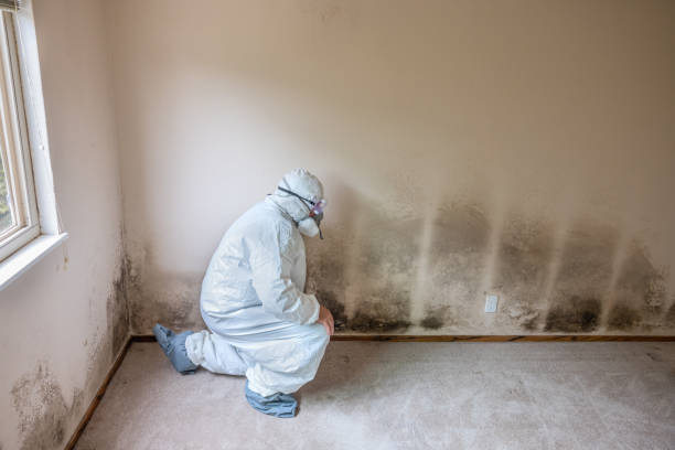 Best Mold Damage Restoration  in Neshanic Station, NJ