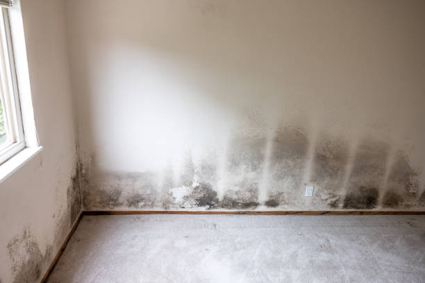 Best Asbestos and Lead Testing During Mold Inspection  in Neshanic Station, NJ