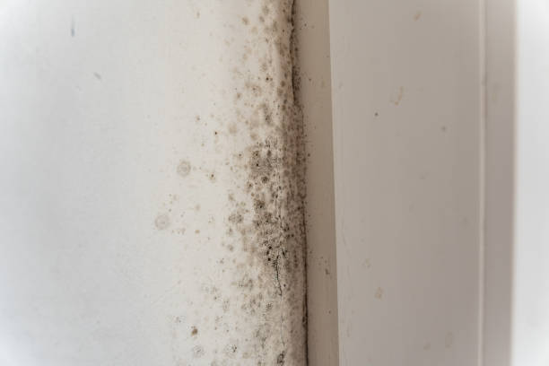 Best Airborne Mold Testing  in Neshanic Station, NJ